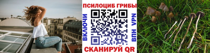 закладки  Новочебоксарск  дарк нет клад  Галлюциногенные грибы Magic Shrooms 
